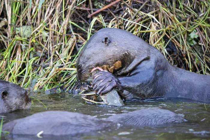 Framed Print : Giant otter (Pteronura brasiliensis) Pantanal Brazil