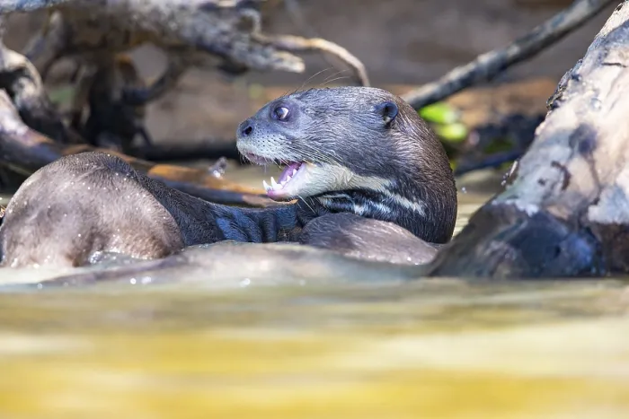 Framed Print : Giant otter (Pteronura brasiliensis) Pantanal Brazil