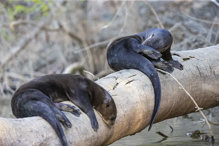 Framed Print : Giant otter (Pteronura brasiliensis) Pantanal Brazil Framed Print : Giant otter (Pteronura brasiliensis) Pantanal Brazil