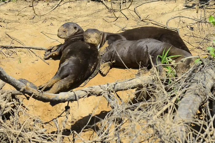 Framed Print : Three giant otter (Pteronura brasiliensis) resting on the shore