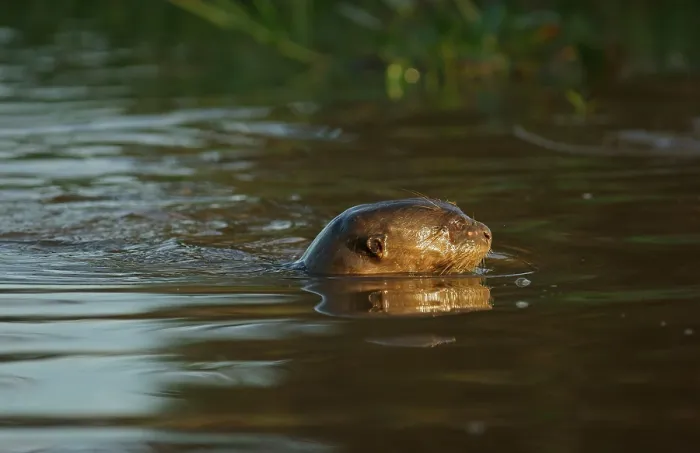 Framed Print : Giant otter (Pteronura brasiliensis) swimming in water