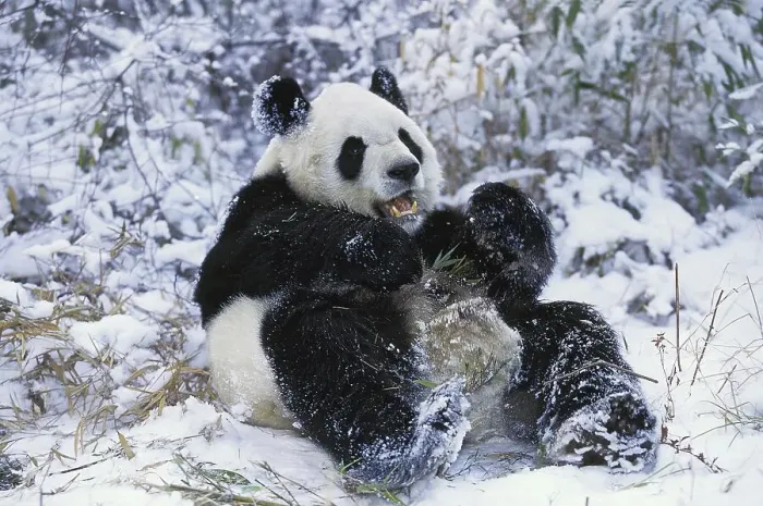 Framed Print : Giant Panda (ailuropoda melanoleuca)