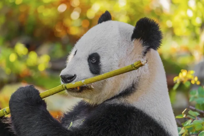 Framed Print : A Giant Panda, ailuropoda melanoleuca