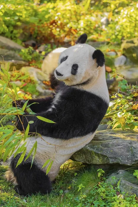Framed Print : A Giant Panda, ailuropoda melanoleuca