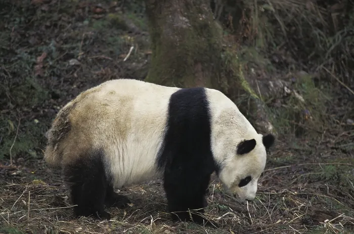Framed Print : Giant Panda (ailuropoda melanoleuca)