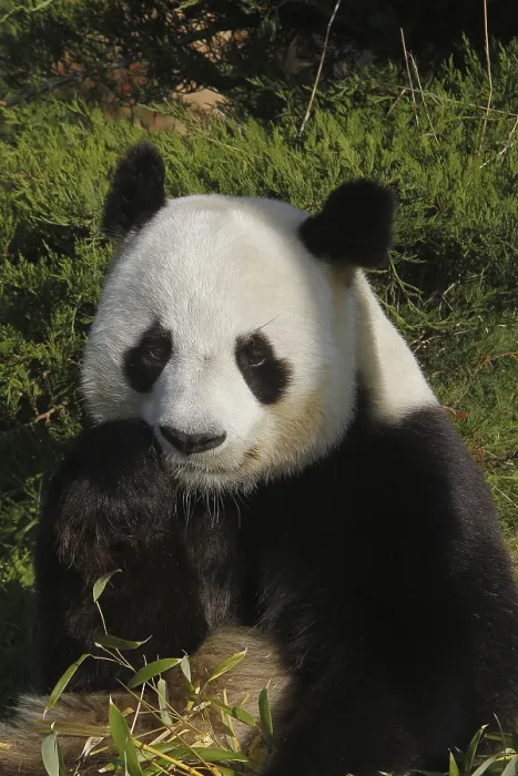 Framed Print : Giant Panda (ailuropoda melanoleuca)