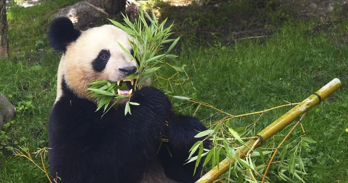 Framed Print : Giant Panda (ailuropoda melanoleuca)