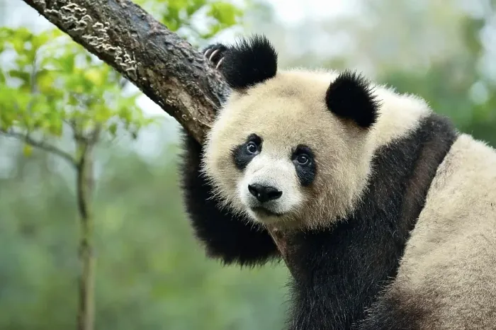 Framed Print : Giant Panda (Ailuropoda melanoleuca) perched on a tree