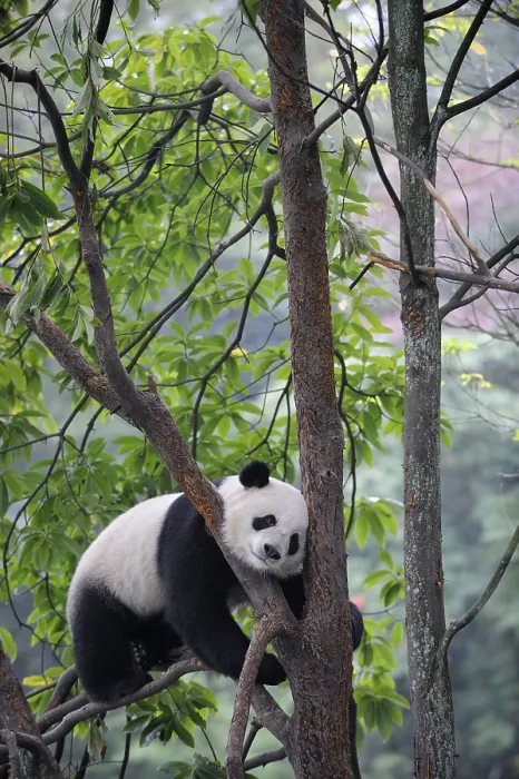 Framed Print : Giant panda (Ailuropoda melanoleuca) in tree Framed Print : Giant panda (Ailuropoda melanoleuca) in tree