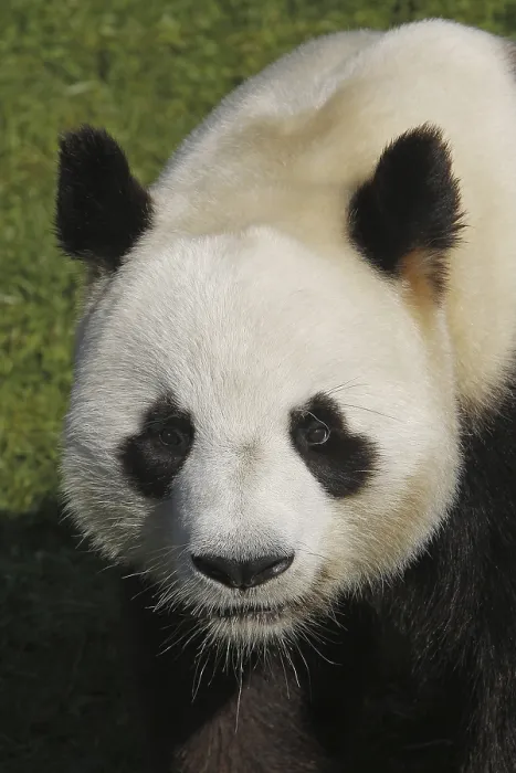 Framed Print : Giant panda, Bamboo Bear, Giant Pandas (ailuropoda melanoleuca)