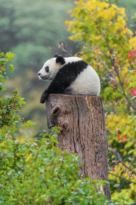 Framed Print : A Giant Panda, cub, ailuropoda melanoleuca Framed Print : A Giant Panda, cub, ailuropoda melanoleuca