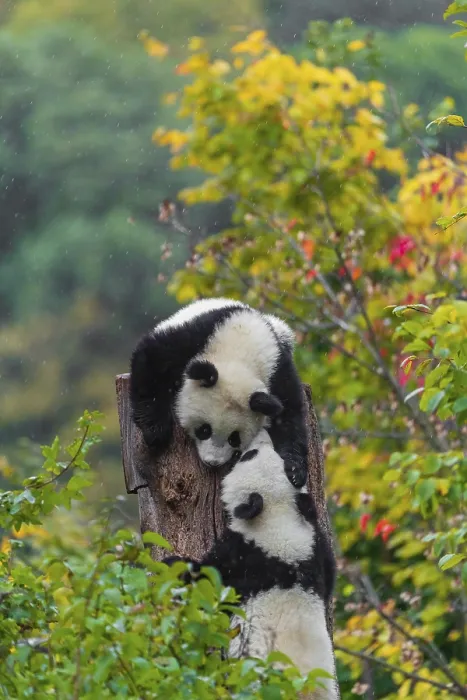 Framed Print : Two Giant Pandas, cubs, ailuropoda melanoleuca