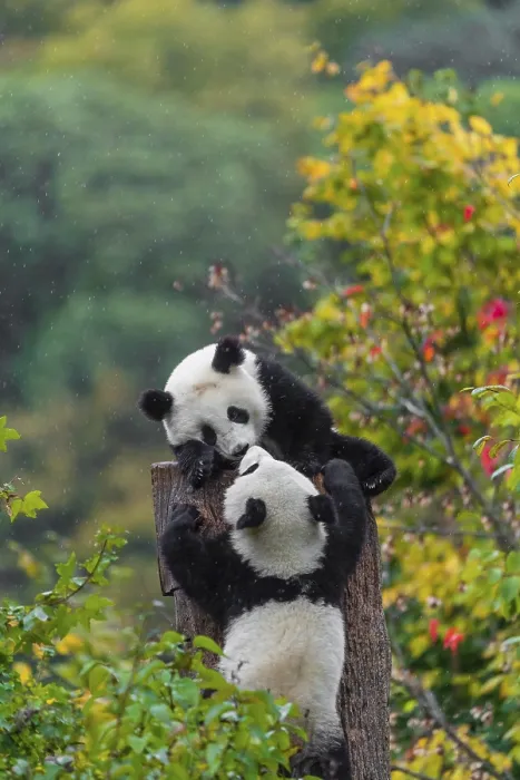 Framed Print : Two Giant Pandas, cubs, ailuropoda melanoleuca Framed Print : Two Giant Pandas, cubs, ailuropoda melanoleuca