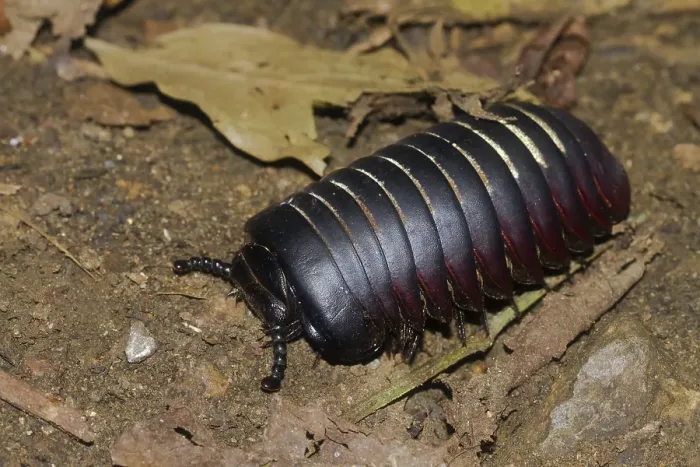 Framed Print : Giant pill millipede (Sphaerotheriida) on the ground, Kinabalu National Park, Sabah, Borneo, Malaysia, Asia Framed Print : Giant pill millipede (Sphaerotheriida) on the ground, Kinabalu National Park, Sabah, Borneo, Malaysia, Asia