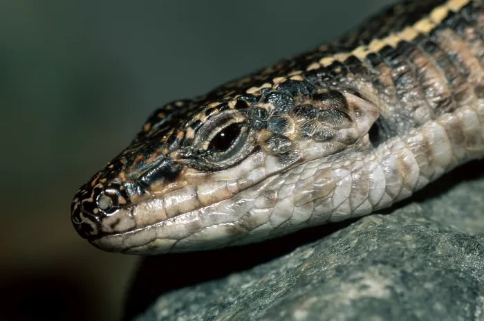 Framed Print : Giant Plated Lizard (Gerrhosaurus validus)