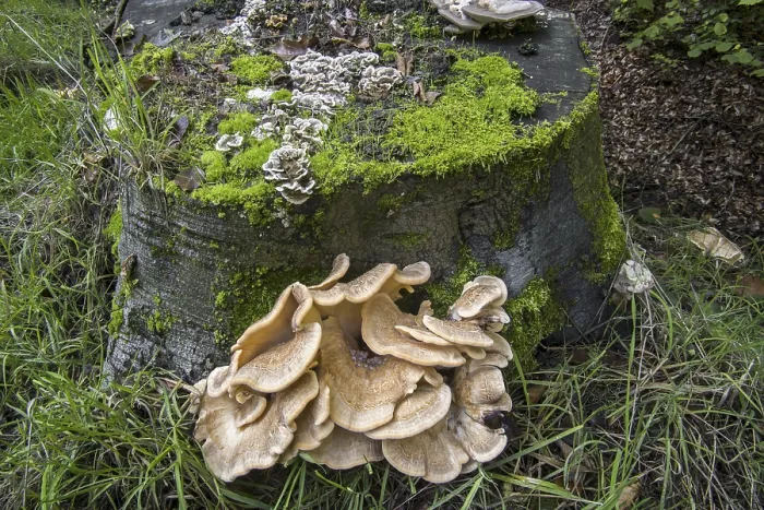 Framed Print : Giant polypore, black-staining polypore (Meripilus giganteus)