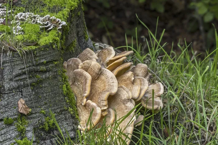 Framed Print : Giant polypore, black-staining polypore (Meripilus giganteus) Framed Print : Giant polypore, black-staining polypore (Meripilus giganteus)