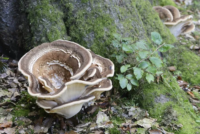 Framed Print : Giant Polypore (Meripilus giganteus) Framed Print : Giant Polypore (Meripilus giganteus)