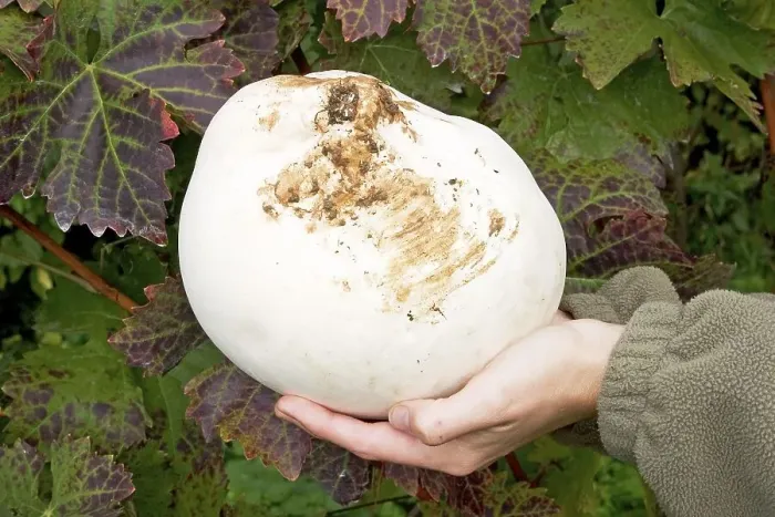 Framed Print : Giant puffball Langermannia gigantea