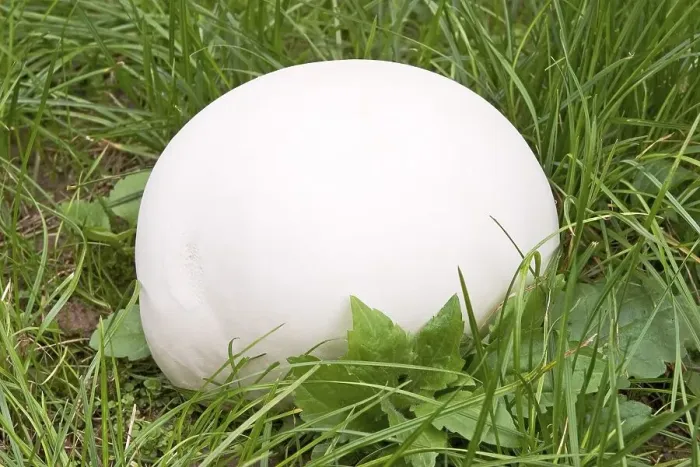 Framed Print : Giant puffball Langermannia gigantea