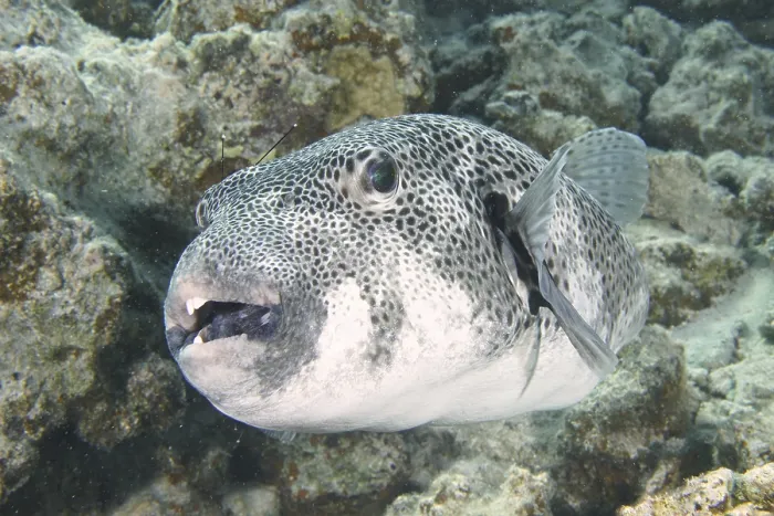 Framed Print : Giant pufferfish (Arothron stellatus)