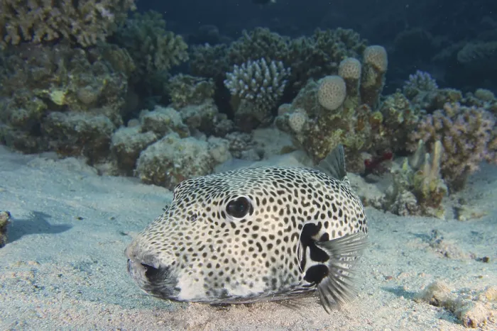 Framed Print : Giant pufferfish (Arothron stellatus)