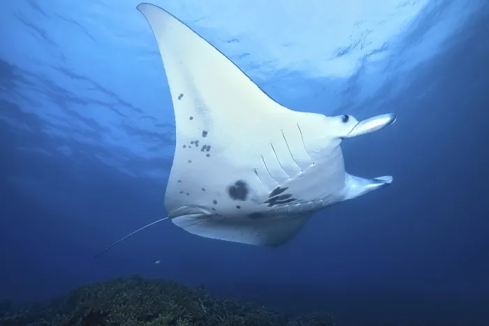 Framed Print : Giant ray (Manta) Framed Print : Giant ray (Manta)