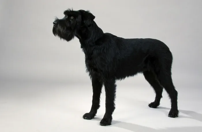 Framed Print : Giant Schnauzer, black, Schnauzer