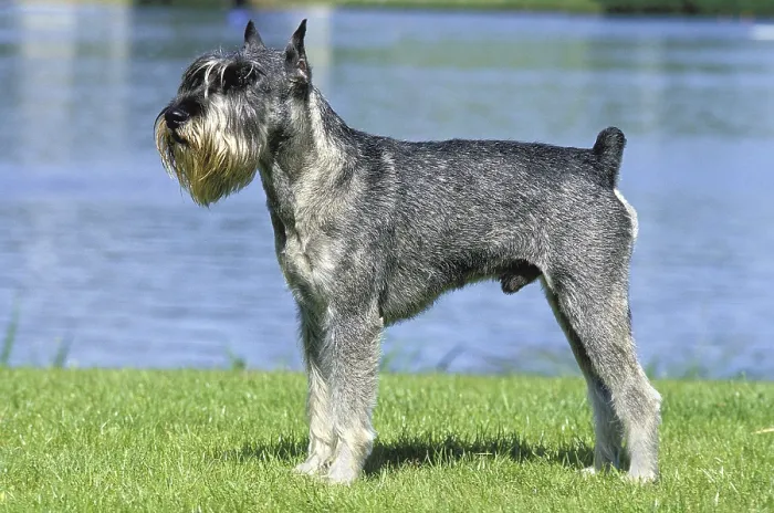 Framed Print : Giant Schnauzer, Male (Old Standard Breed with Cut Ears)