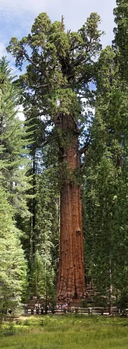 Framed Print : Giant sequoia General Sherman (Sequoiadendron giganteum) in the Giant Forest Framed Print : Giant sequoia General Sherman (Sequoiadendron giganteum) in the Giant Forest