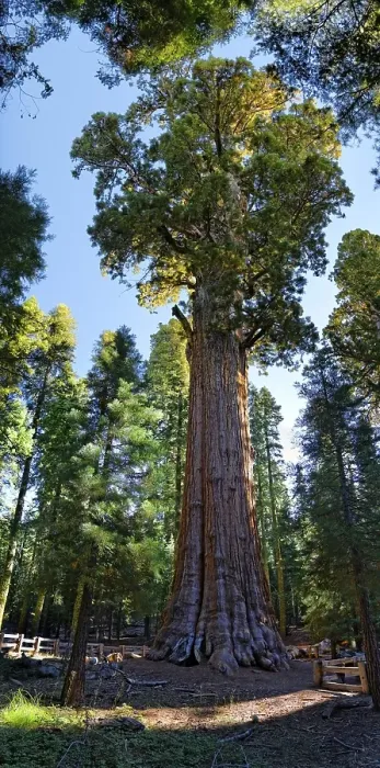 Framed Print : Giant sequoia General Sherman (Sequoiadendron giganteum) in the Giant Forest Framed Print : Giant sequoia General Sherman (Sequoiadendron giganteum) in the Giant Forest