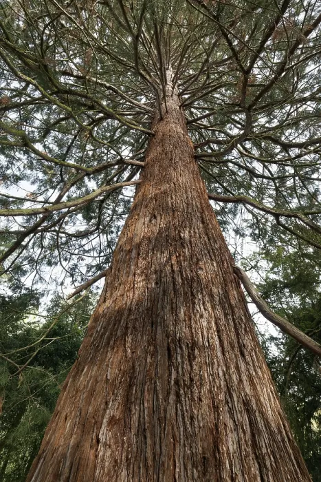 Framed Print : Giant sequoia (Sequoia gigantea)
