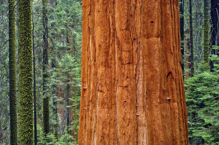 Framed Print : Giant Sequoia (Sequoiadendron giganteum) and spruce tree trunks Framed Print : Giant Sequoia (Sequoiadendron giganteum) and spruce tree trunks