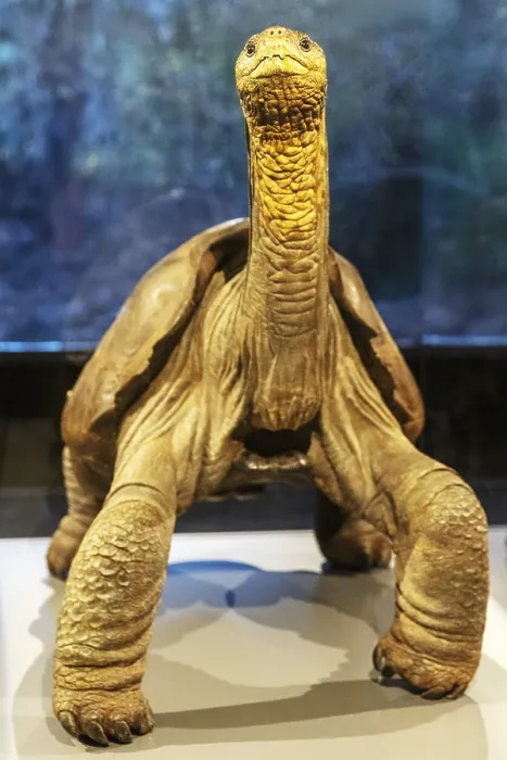 Framed Print : Giant tortoise (Chelonoidis nigra)