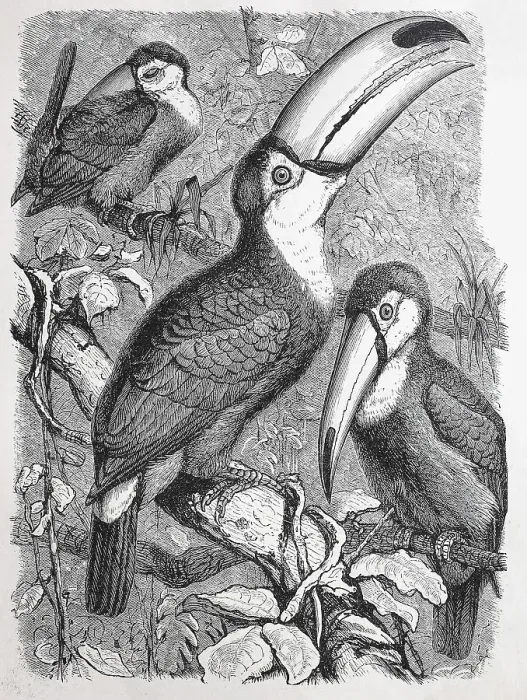 Framed Print : Giant toucan (Ramphastos toco)