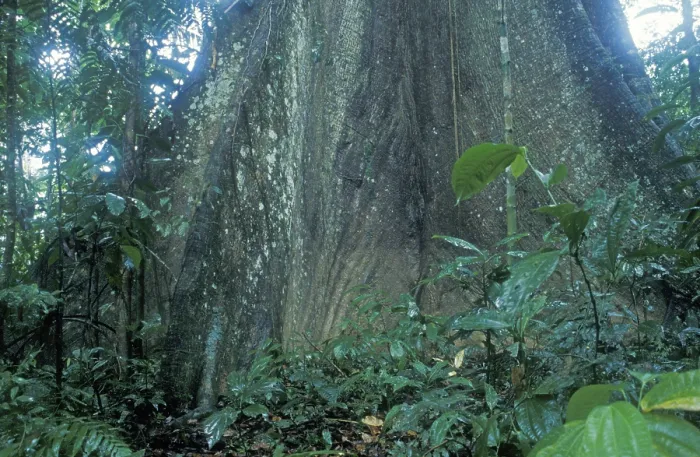Framed Print : Giant tree in Tambopata National Park in the Amazon basin Framed Print : Giant tree in Tambopata National Park in the Amazon basin