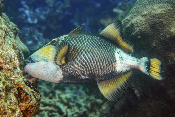 Framed Print : Giant triggerfish (Balistoides viridescens) bites off corals with strong teeth Framed Print : Giant triggerfish (Balistoides viridescens) bites off corals with strong teeth