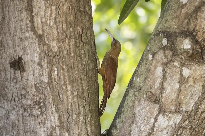 Framed Print : Giant Woodcreeper (Xiphocolaptes major)