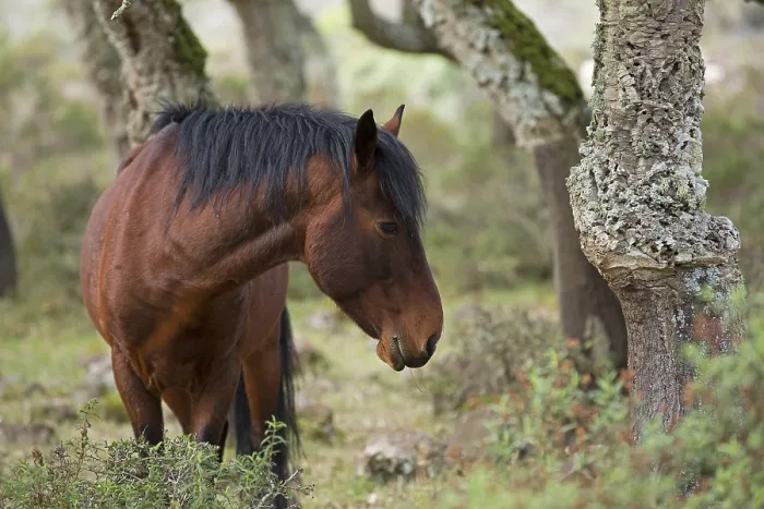 Framed Print : Giara horse (Equus ferus caballus) or Achetta pony in the cork oak forest Framed Print : Giara horse (Equus ferus caballus) or Achetta pony in the cork oak forest