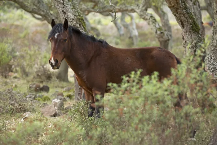 Framed Print : Giara horse (Equus ferus caballus) or Achetta pony in the cork oak forest