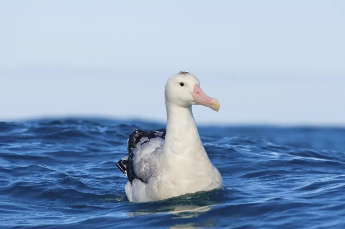 Framed Print : Gibson's antipodal albatross (Diomedea antipodensis gibsoni)