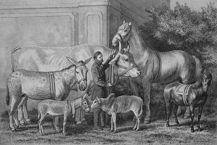 Framed Print : Gigantism and dwarfism in farm animals Framed Print : Gigantism and dwarfism in farm animals