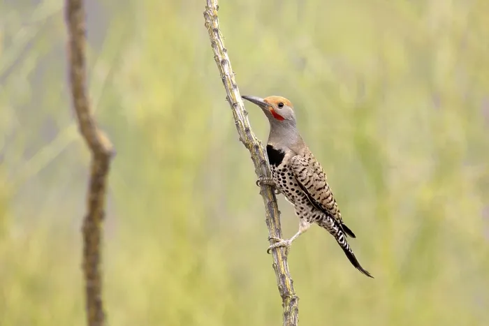 Framed Print : Gilded Flicker (Colaptes chrysoides) adult male