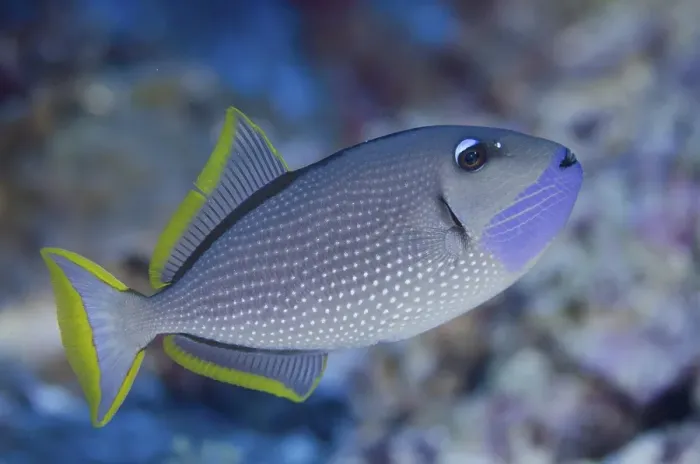 Framed Print : Gilded Triggerfish (Xanthichthys auromarginatus)