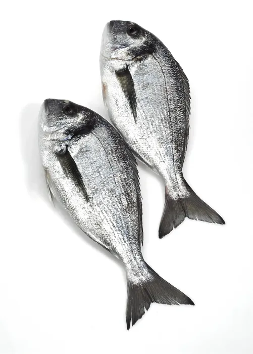 Framed Print : Gilthead sea bream, dorado, dorade
