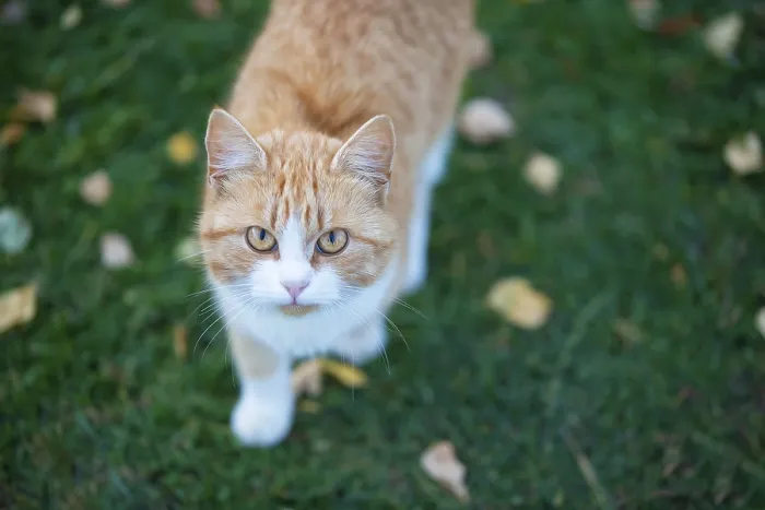 Framed Print : Ginger cat on green grass with yellow leaves