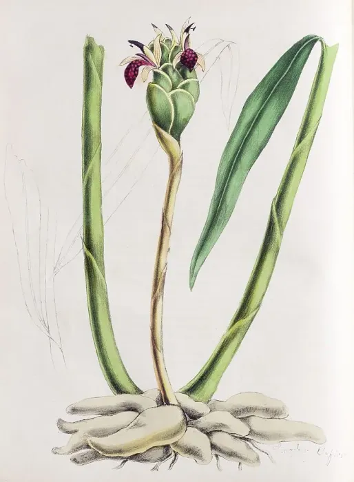 Framed Print : Ginger plant (Zingiber officinale)
