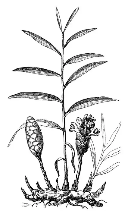 Framed Print : Ginger, Zingiber officinale, illustration from 1860