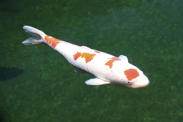 Framed Print : Ginrin Koi, Ginrin coicarp (Cyprinus carpio), free