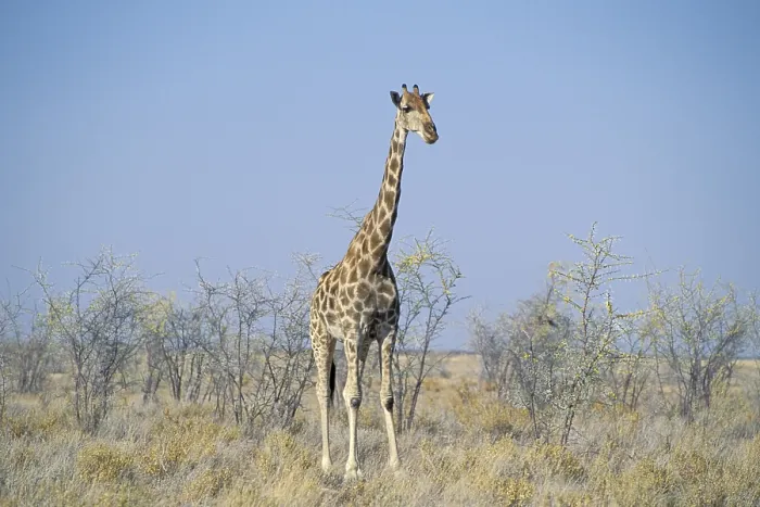 Framed Print : Giraffe in Etosha National Park Namibia